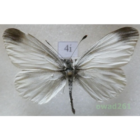 Leptidea sinapis (Linnaeus, 1758) Czech4i